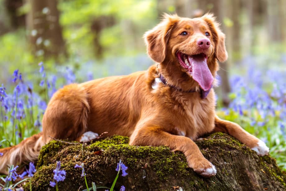 El ladrido de un perro depende de muchos factores.