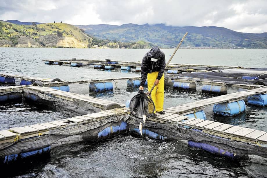 La pesca de trucha arcoíris, una de las prácticas más criticadas por los ambientalistas, emplea directamente a más de 200 familias.