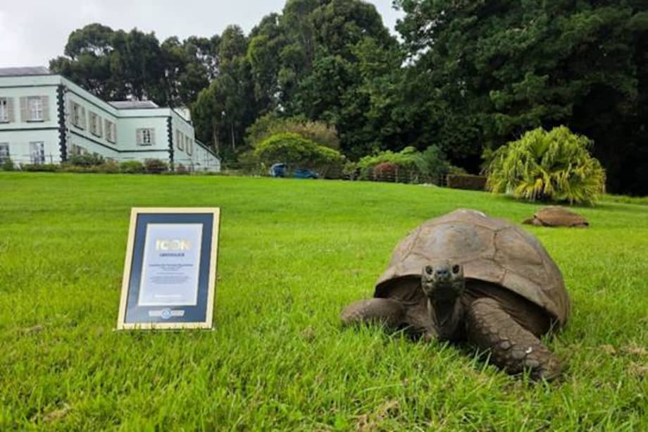 Imagen de la tortuga Jonathan junto al nuevo reconocimiento de los Récords Guinnes.