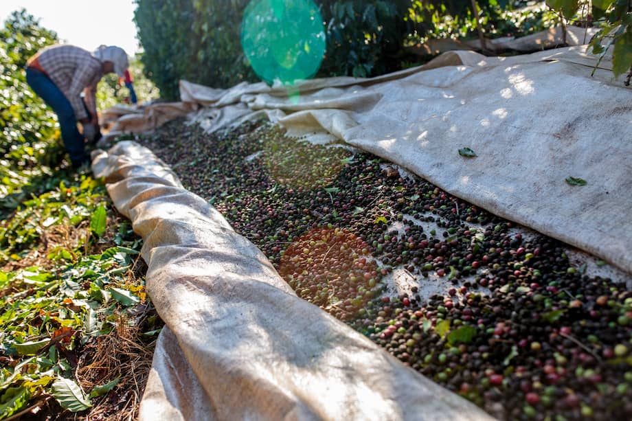 Con novedoso método buscan elevar la recolección de café. / Bloomberg News
