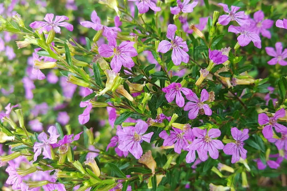 La Cuphea hyssopifolia es un arbusto ornamental compacto y perenne en climas cálidos