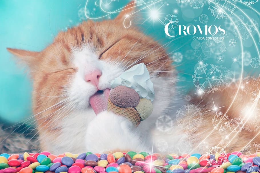 Evita incluir estos alimentos en la dieta de tus felinos para que se mantengan saludables.