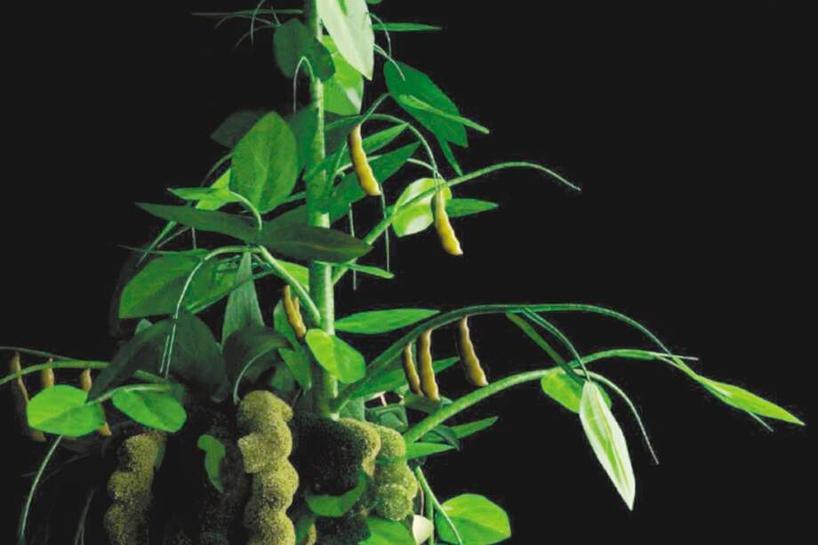 Instalación de "Una historia de dos semillas".