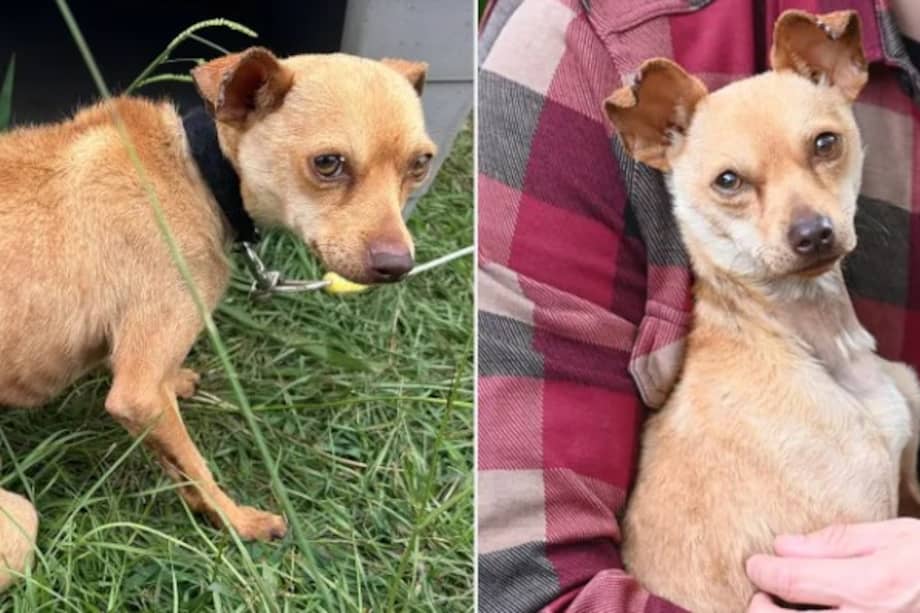 El peludo permanecía encadenado con una cuerda elástica alrededor del cuello y con el cuerpo cubierto de garrapatas.