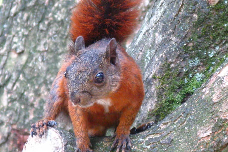 Las ardillas tienen una amplia distribución geográfica, pero no por eso significa que estén exentas de riesgo por pérdida de su hábitat.