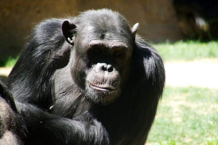 Chimpancé salvaje ("Pan troglodytes"). / Mr. Theklan