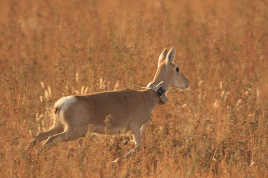 La Iniciativa de biomonitoraje COVID-19 investiga el movimiento de los animales, su comportamiento y niveles de estrés antes, durante y después del confinamiento. / Thomas Mueller