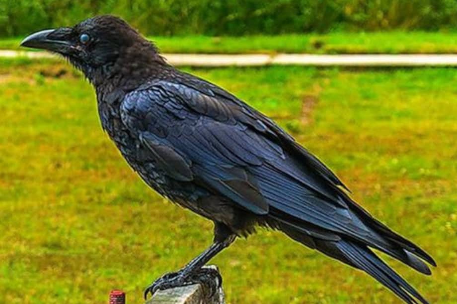 Los científicos estudiaron el comportamiento de ambos animales en el Parque Nacional de Yellowstone.
