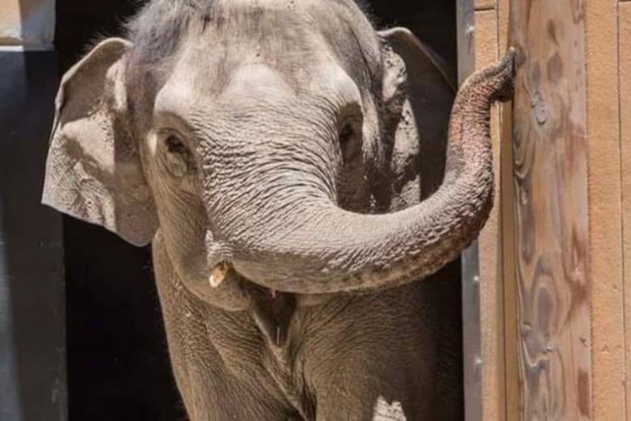 Shaunzi fue embajadora de su especie y promovió el mensaje de preservación y las amenazas que sus compañeros salvajes sufren en libertad.