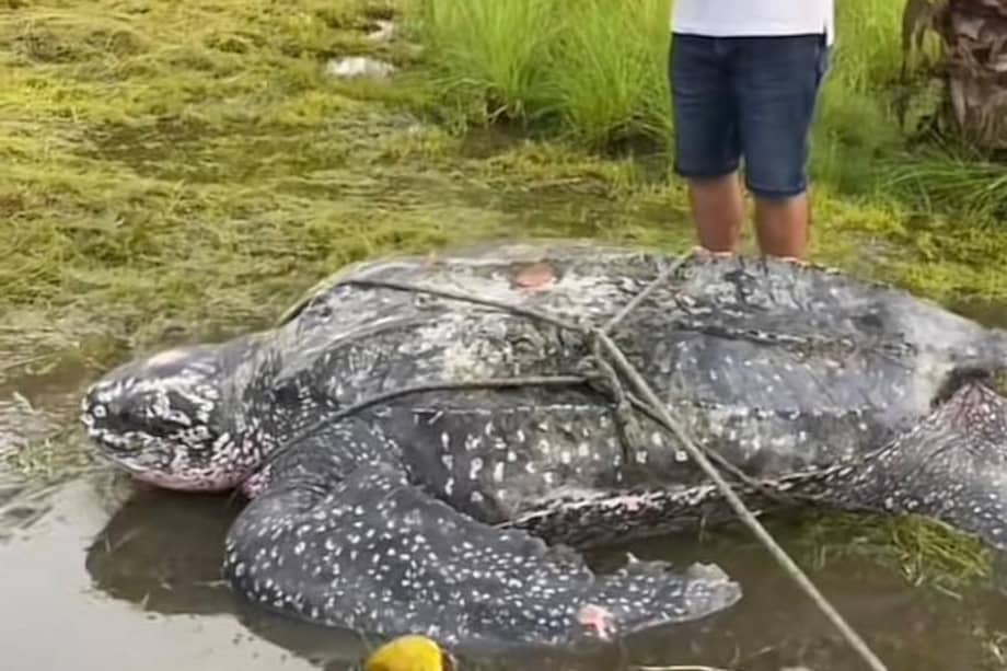 El rescate del reptil fue registrado en un video que se compartió a través de redes sociales.