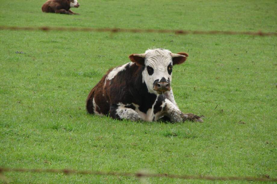 Según el informe las áreas que deberían excluirse se concentran principalmente en las regiones de los Andes, Caribe y Pacífico, mientras que aquellas susceptibles de restricción están, en especial, en el Caribe y los Andes. / Wikimedia Commons