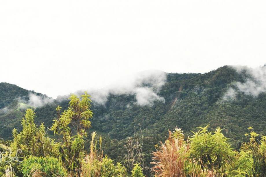 Vista de bosques de niebla en Guanacas, Antioquia. / Cortesía Andrés Escobar