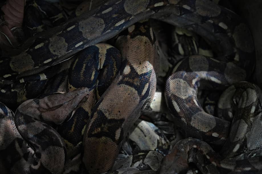 Este comportamiento no es algo completamente aleatorio, sino que sigue patrones similares a los de la depredación normal. Imagen de referencia. EFE/ Ernesto Guzmán