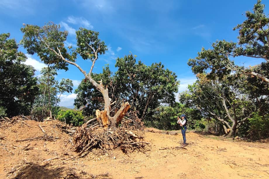En su visita a "La Esmeralda" la CRC evidenció la tala y quema de numerosos árboles.