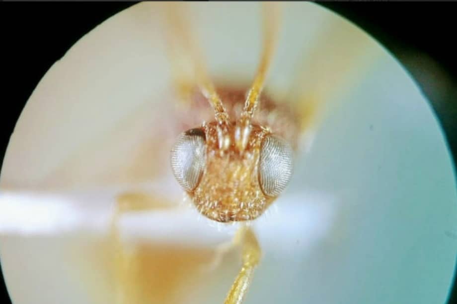 Este tipo de avistpa habita desde Estados Unidos hasta Argentina. / Noel Ancízar González - Unimedios