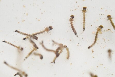 Cambio climático y dengue, una mala combinación