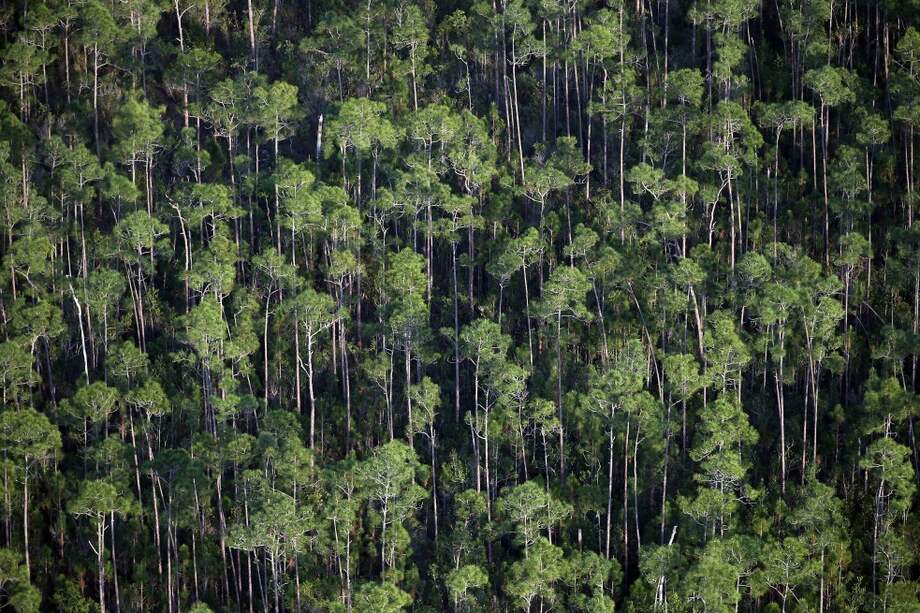 La flora de plantas de América del Sur es 6 % mayor que las 77.100 especies registradas para África, que tiene un área dos veces su tamaño. / Getty Images