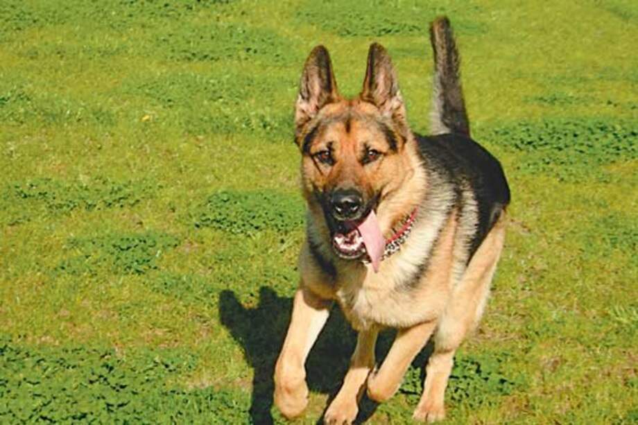 Perros colombianos serán parte del esquema de seguridad del estadio de Manaos