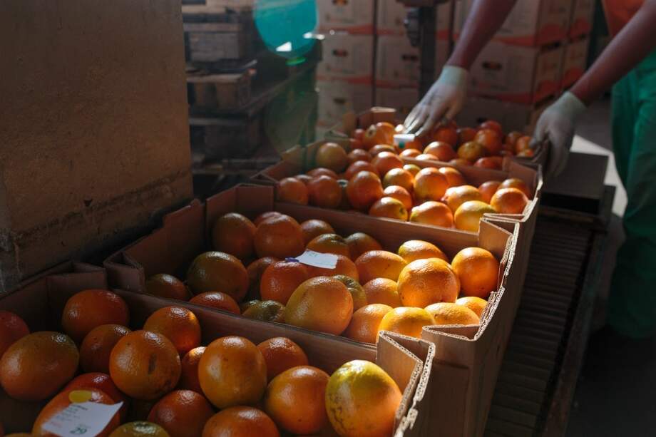 En noviembre los alimentos se encarecieron solo en 0,06%. / Bloomberg.