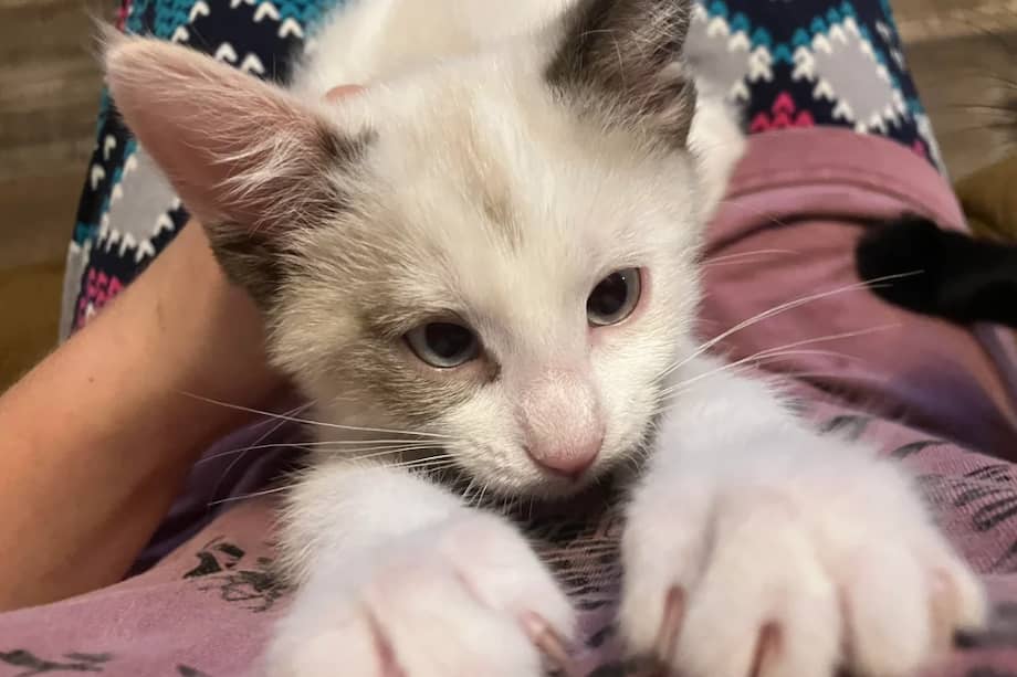 Delilah fue rescatado junto a sus hermanos. Todos ellos ahora viven junto a su rescatista.