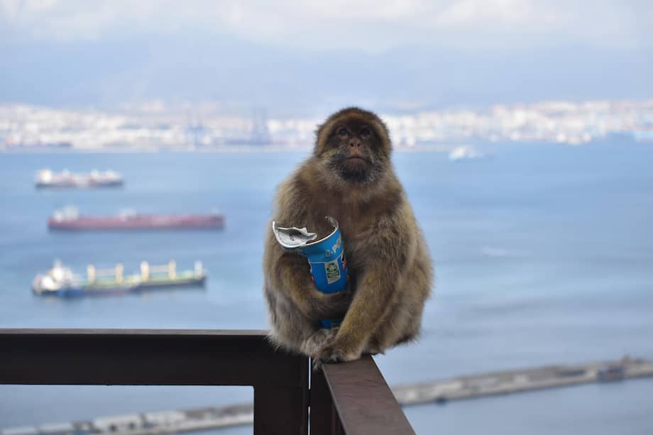 GIBRALTAR, 22/04/2026.- Los monos de Gibraltar, la única población de macacos que vive en libertad en Europa, han comenzado a comer tierra, y los investigadores han sugerido que lo están haciendo para contrarrestar el consumo excesivo de comida humana -sobre todo aperitivos dulces y salados- que les proporcionan los turistas. Los científicos creen que el chocolate, las patatas fritas, las galletas o los helados que proporcionan los turistas a los monos o que estos les roban, y que llegan a suponer una parte sustancial de la dieta de muchos de ellos, están alterando la composición de su microbioma intestinal, y la ingestión de tierra les ayudaría a reequilibrar el estómago y a obtener las bacterias y los minerales ausentes en la comida basura.-EFE/ Proyecto de macacos de Gibraltar/Martín Nicourt.