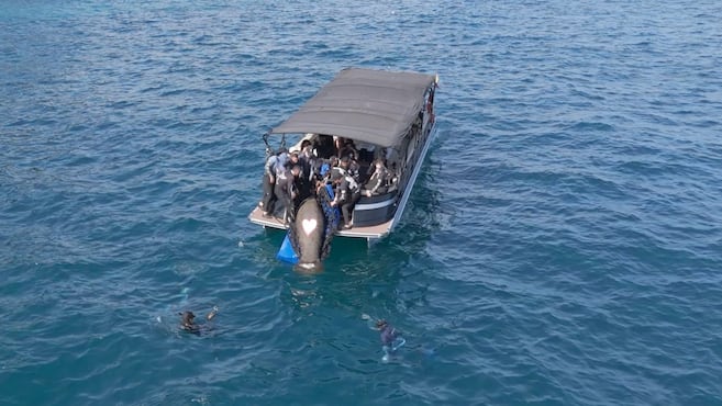 Ламантин "Сируэлито" с ранами на хвосте.