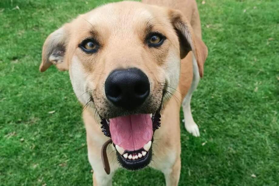 Nemo es perro noble, agradecido y lleno de energía.