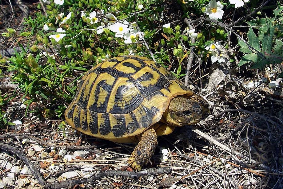 Los científicos revelan un evento de extinción en curso y predicen que la última hembra de tortuga insular podría morir en 2083. /Licencia libre