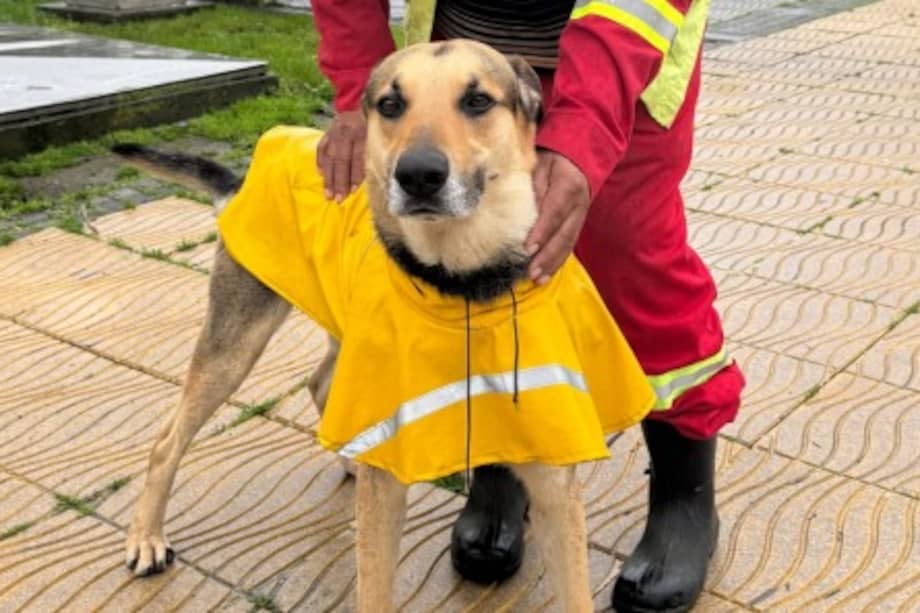 Flaco acompaña todos los días a un trabajador municipal de aseo en Talcahuano, Chile, donde se ha convertido en un símbolo de compañerismo y compromiso con la limpieza de la ciudad.