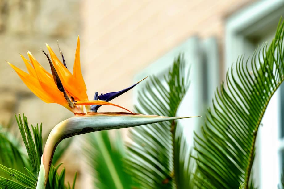 El ave del paraíso es una de las plantas exóticas más populares para zonas cálidas.