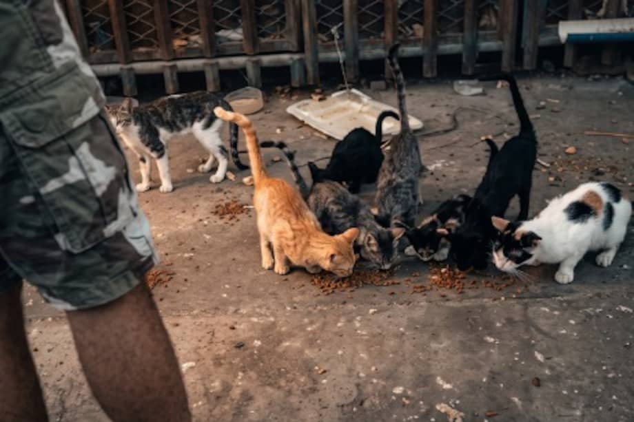 La rescatista Melisa Rodríguez ha logrado rescatar 21 de los más de 100 gatos que encontró en el sector del Polideportivo de Santa Marta. Ahora busca apoyo para continuar con las labores de rescate, esterilización y atención veterinaria.