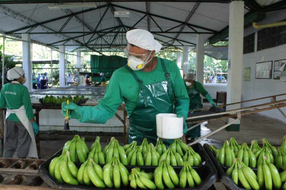Los bananeros, contra el “estigma”