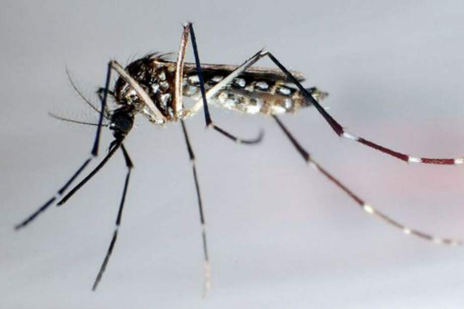 Virus chikunguña se expande por Caracas