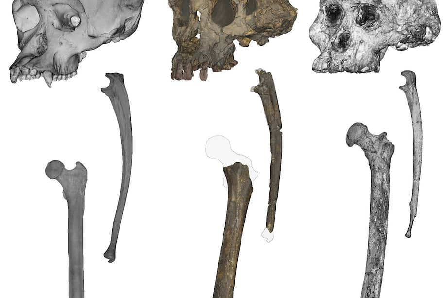 Cráneos, cúbitos y fémures (de izquierda a derecha) de un chimpancé, un Sahelanthropus y un Australopithecus. Sahelanthropus tchadensis se consolida como el antepasado humano más antiguo que caminó a dos piernas. Aunque sus huesos, de hace 7 millones de años, tienen un tamaño y forma similar al de los simios, su proporción es más parecida a los homínidos, según avanza una investigación recogida en Science Advances. EFE/Scott Williams/NYU y Jason Heaton.