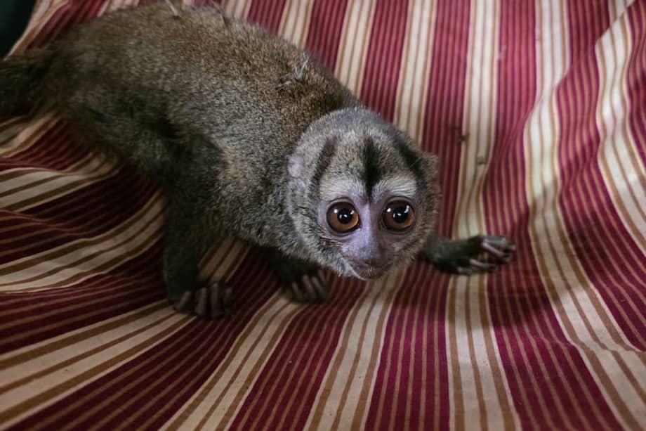 El mono nocturno permanece bajo atención veterinaria especializada en el Centro de Atención y Valoración de Fauna Silvestre (CAV) en Tocaima, Cundinamarca.