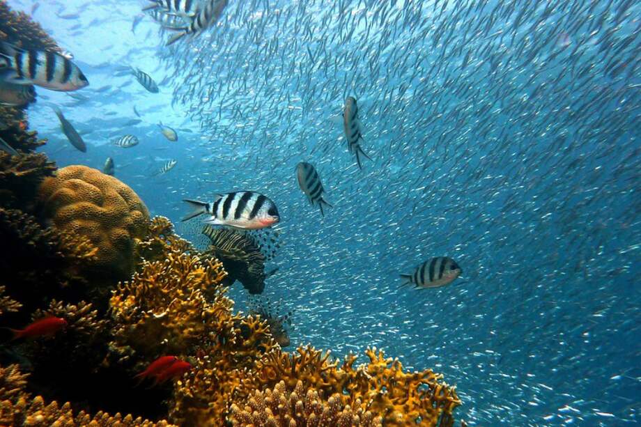 Los animales han aprendido a discriminar entre los submarinistas que van o no armados. / Pixabay