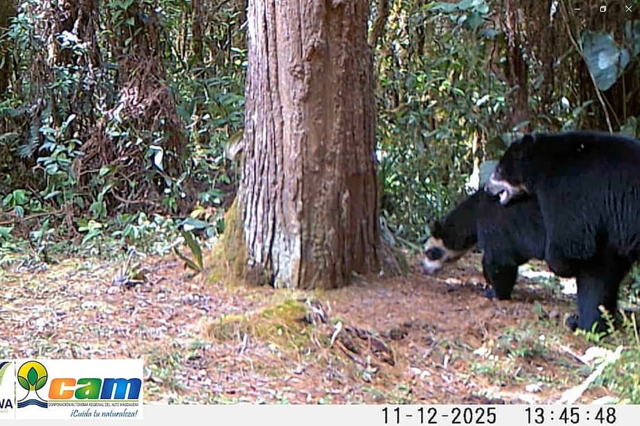 Los individuos han sido monitoreados desde 2018 dentro del Parque Natural Regional (PNR) Corredor Biológico Guácharos-Puracé.