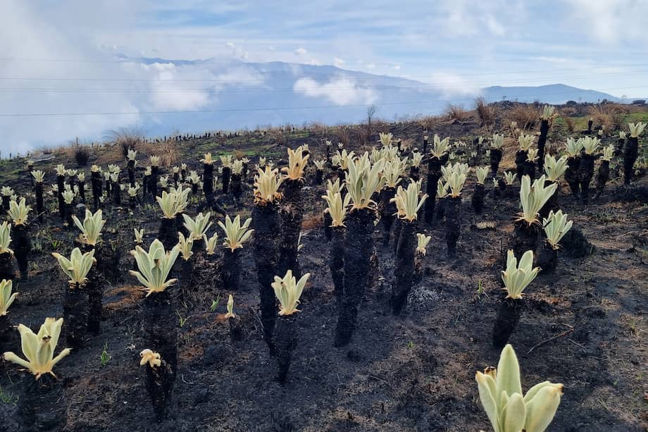 Así se ven los frailejones afectados por el incendio seis meses después.