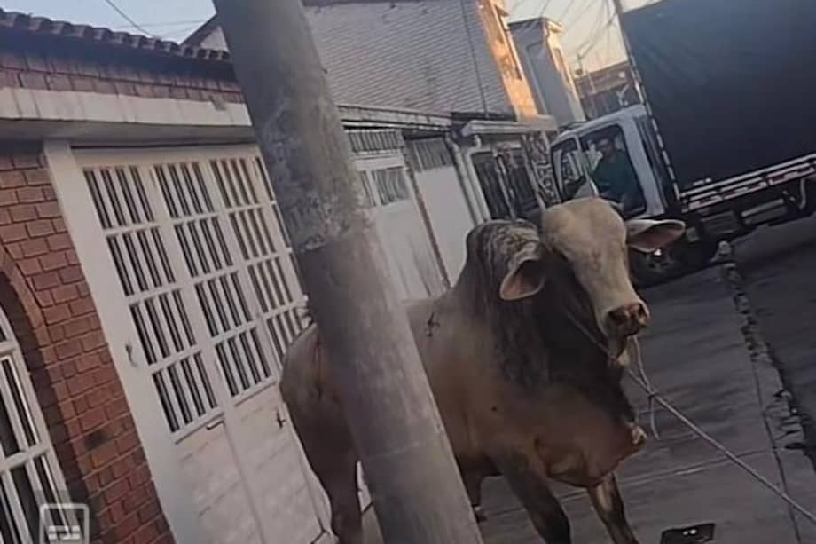 Un toro se escapó y terminó recorriendo varias cuadras del sector Carabelas, en la localidad de Puente Aranda.