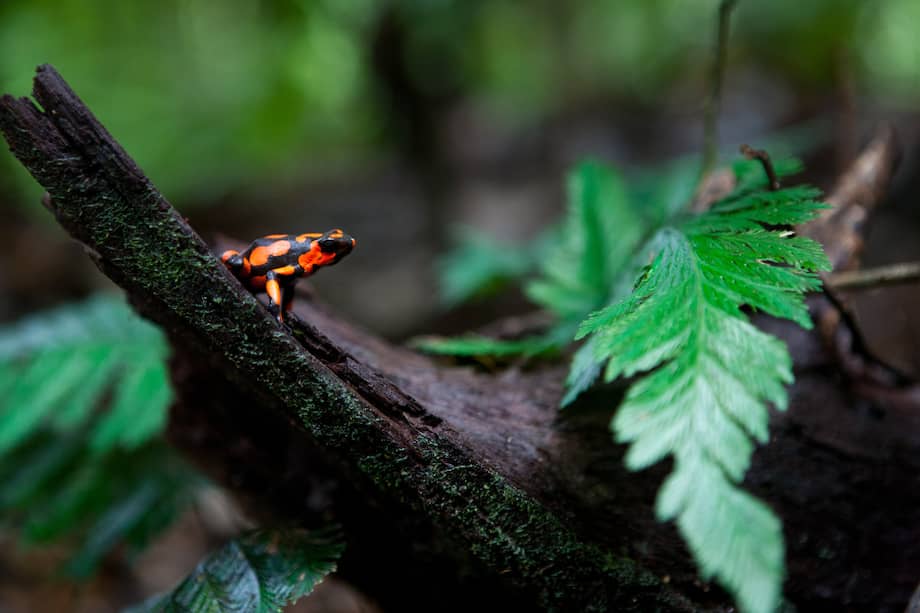 Rana venenosa dardo arlequín en el Parque Nacional Natural de Utría, Chocó.