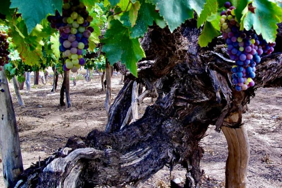 Durante años, los investigadores notaron que casi todas las uvas silvestres eran oscuras, es decir, cargadas de antocianinas. En cambio, muy pocas exhibían hollejos claros. / Hugo Sabogal