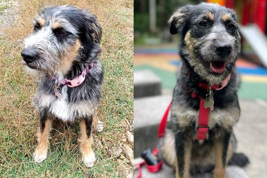 Varios de los seguidores de la novela se vieron conmovidos con la historia real del animal, pues representa para ellos una forma de superación y cambio.