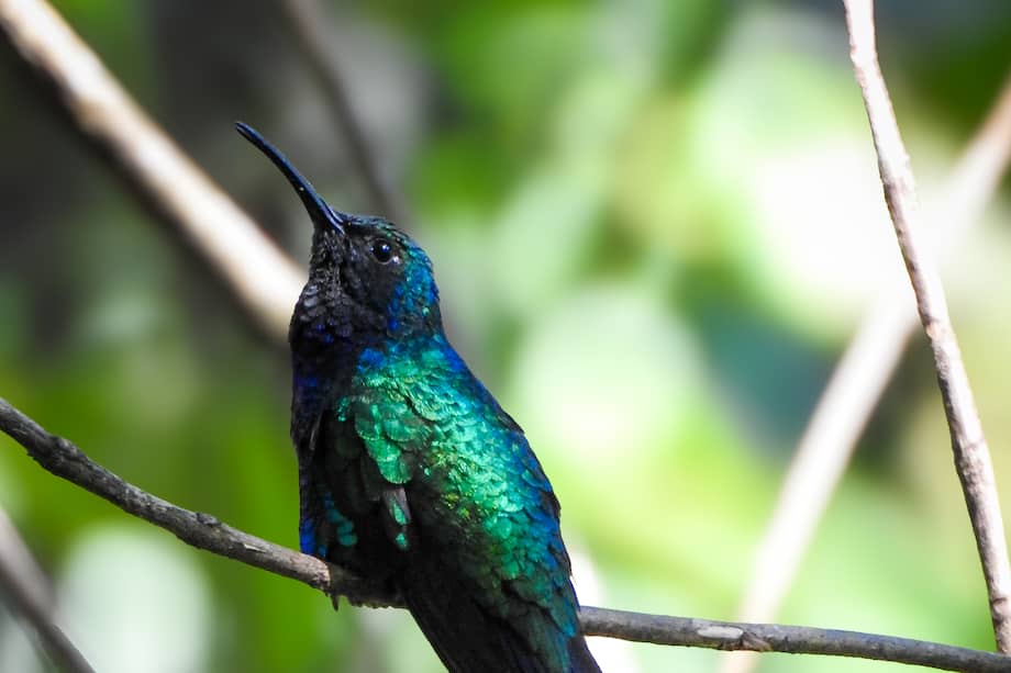 Colibrí. Imagen de referencia.