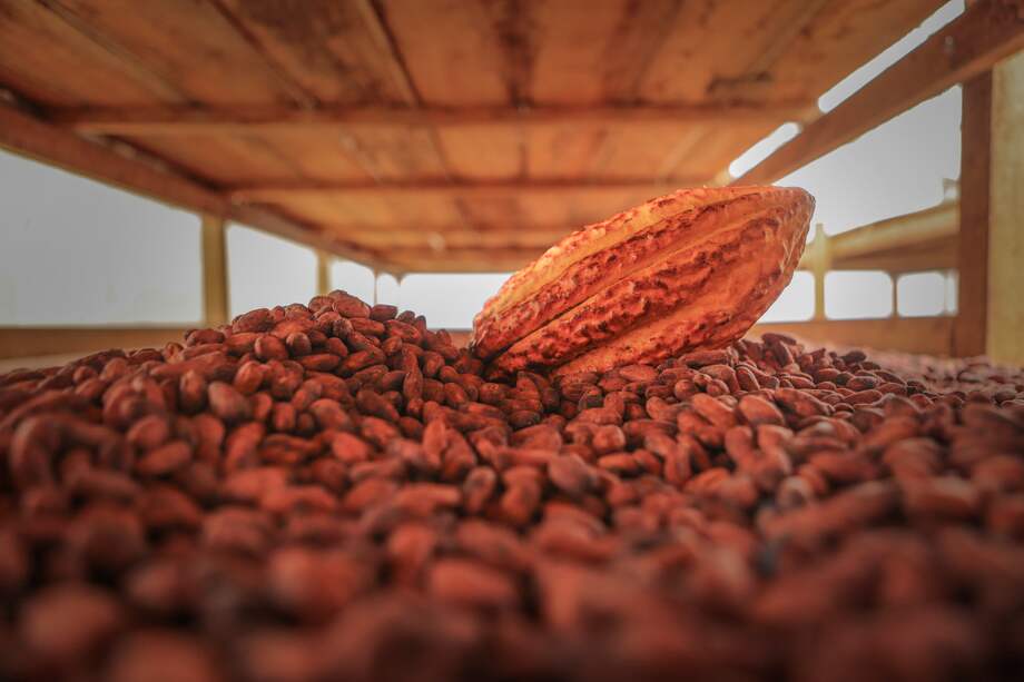 Los cacaoteros de sur de Colombia que llegaron a París
