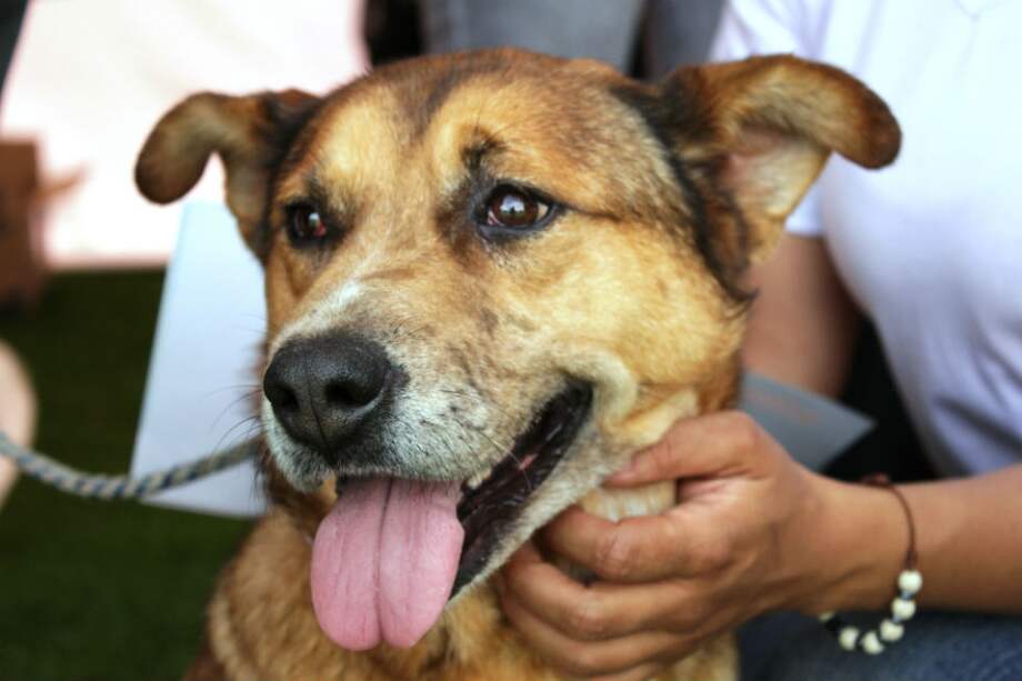 Alcaldía de Bogotá.