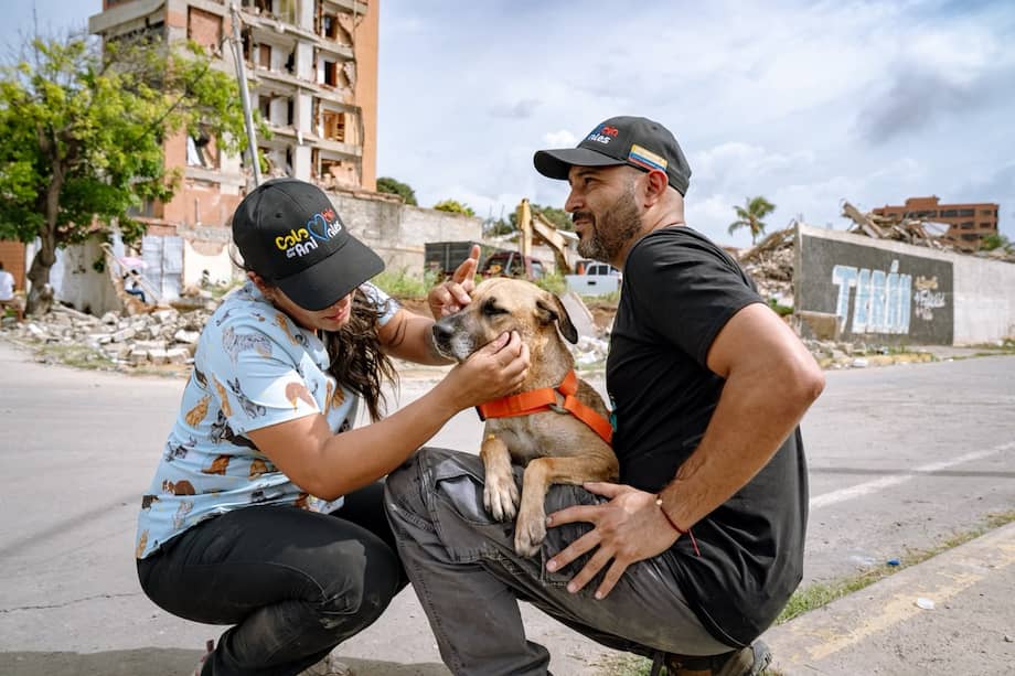 Muchos animales sobrevivieron al terremoto, pero permanecen desorientados entre los escombros de lo que antes fueron sus hogares.