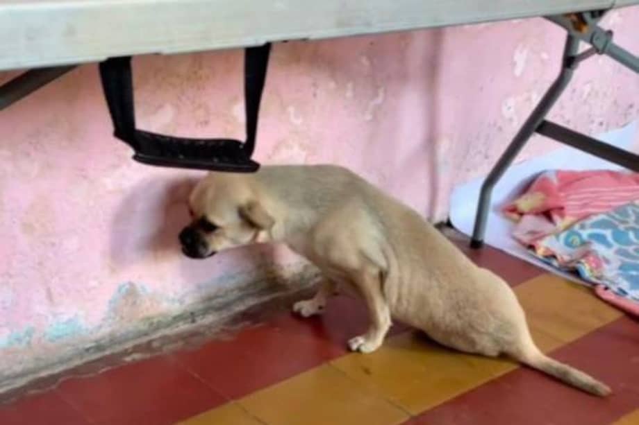 Una cirugía es la única opción para que Zoe pueda volver a caminar y tener una segunda oportunidad.