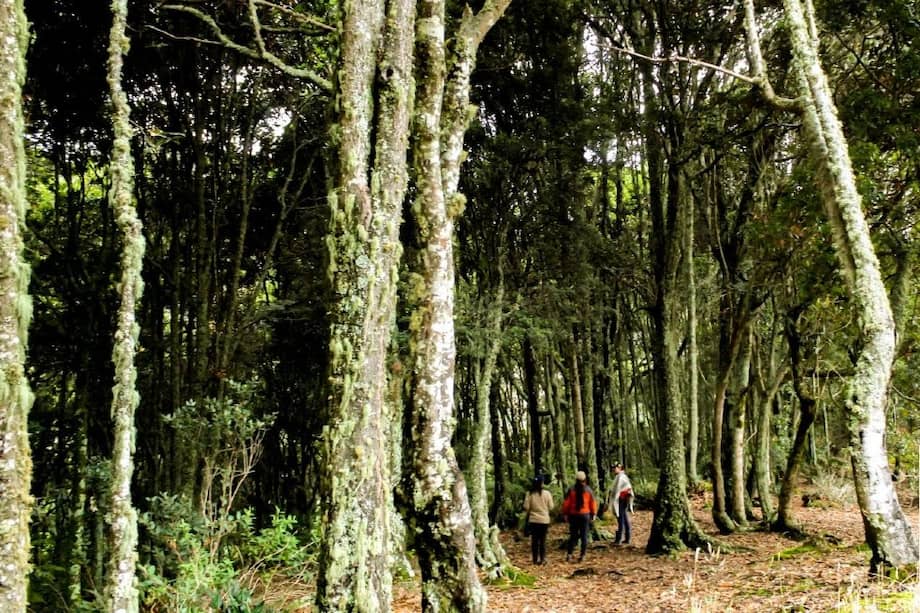 El roble negro es endémico de Colombia. Según el Libro Rojo de Plantas de Colombia está catalogado como una especie vulnerable.