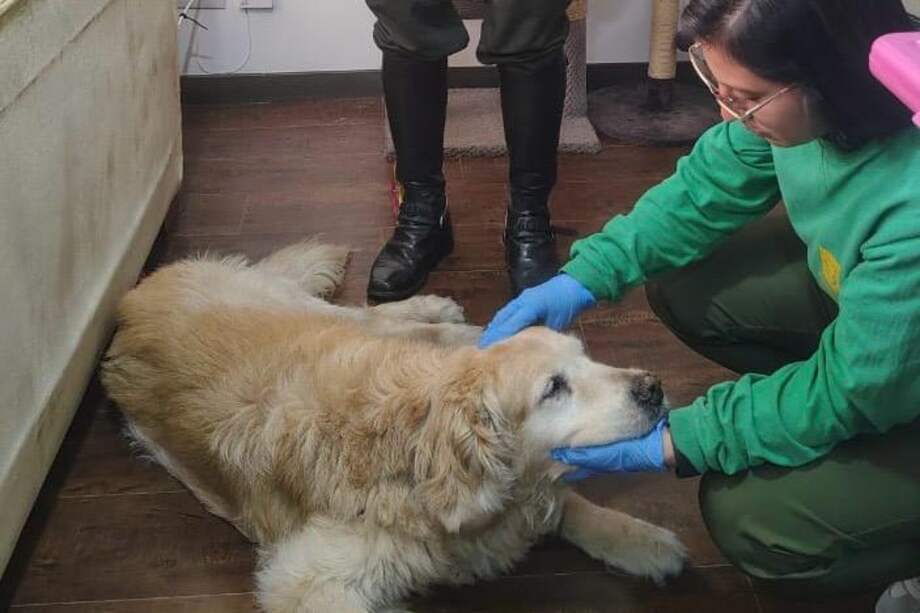 Samantha fue rescatada por el IDPYBA y la Policía Ambiental tras una denuncia ciudadana. Ya se encuentra bajo cuidado y observación veterinaria.