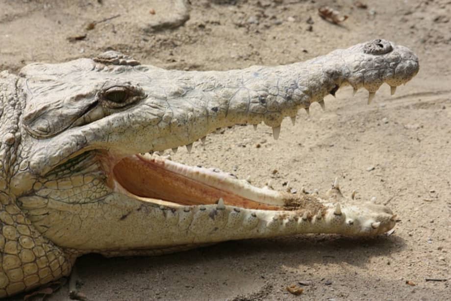 La iniciativa Crocbite calcula que cada año se producen 1.000 muertes por ataques de cocodrilos. / Flickr / Ivan Niño - Licencia Creative Commons